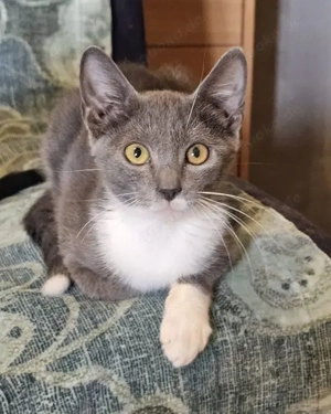 Gestiefelter Socks sucht seine lieben Menschen oder eine Pflegestelle