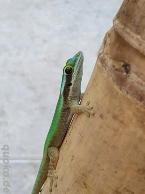 2.0 Phelsuma inexpectata 