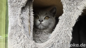  Ein Britisch-Kurzhaar-Kater sucht sein neues Zuhause.