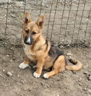 Bondi, Minihund sucht neue Familie