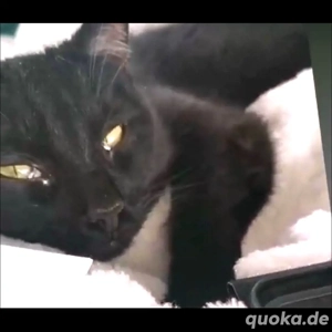 Unser Panti sucht ein neues Zuhause