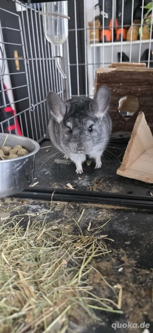 2 Chinchilla Böckchen 