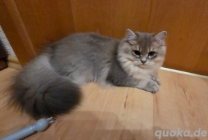 BLH katerchen und Pointkater