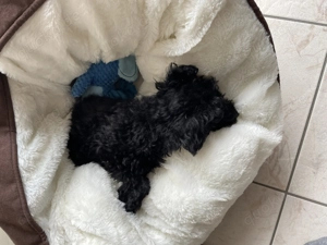 Verkaufe einen sehr schönen Toypudel 