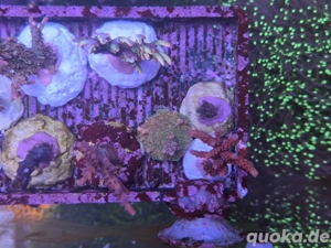 koralle  ableger euphyllia acropora 