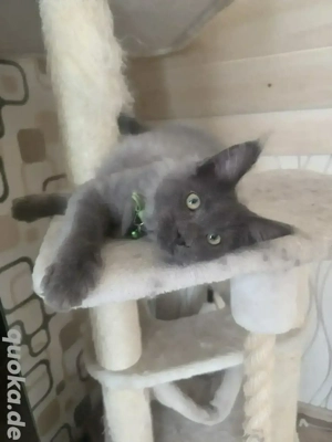 Maine Coon kitten (Mannlich) zu Abholung bereit