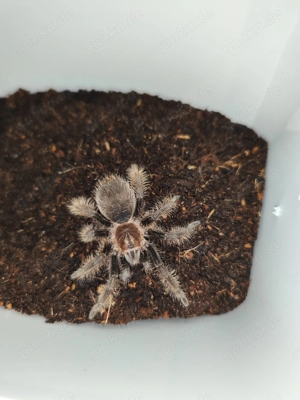 Tliltocatl albopilosum nicaragua 1,5-2cm