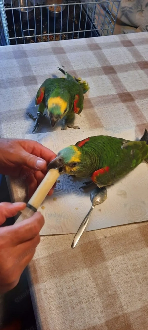 Zahme Papageien  Blaustirnamazonen handaufzucht abzugeben 