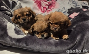 Welpen Pekinezer