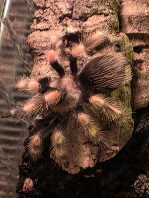 Biete Vogelspinne Brachypelma smithi(Die Echte),ex.annitha 