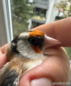 Stieglitz Parva 2024