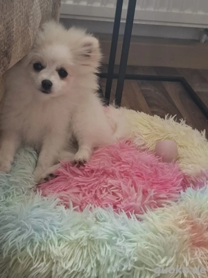 zwergspitze welpe zu verkaufen 