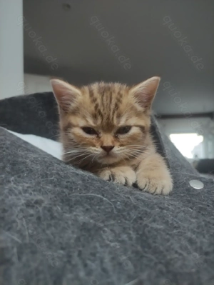 Gold Tabby Mädchen abzugeben 