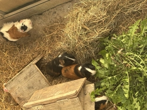 Junge Meerschweinchen suchen neues Zuhause 