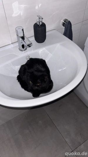 Britisch Kurzhaar Katze