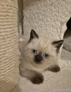 Britisch kurzhaar Kitten. Blau Augen