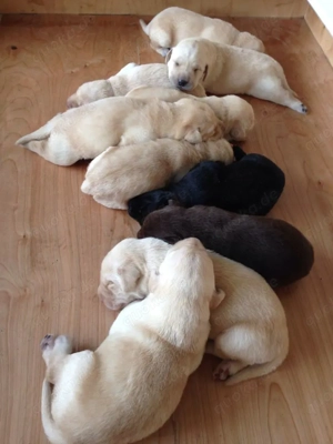 verfügbar labrador retriever