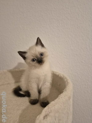 Britisch kurzhaar Kitten. Blau Augen