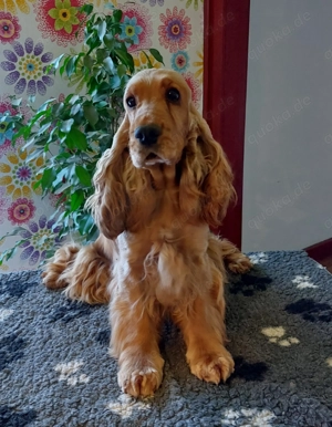 Bildhübsche Englisch Cocker Spaniel Hündin in rot 