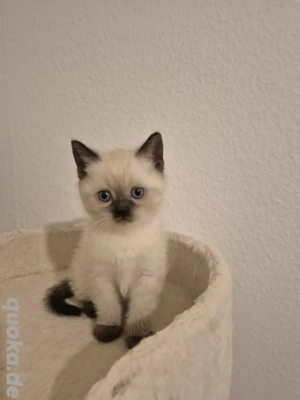 Bkh Kitten. Point .Blau Augen.