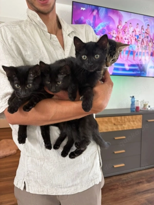 Babykatze zum abgeben