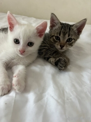 Getigertes Katzenbaby abzugeben