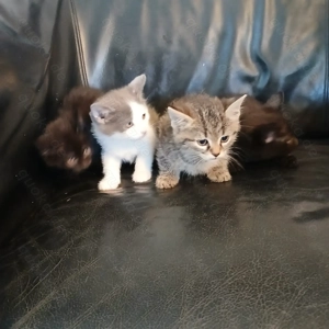 katzenbabys, Babykatzen, Katzen, Kater