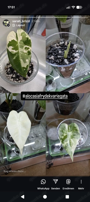 Alocasia Frydek Variegata 