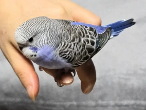 Wellensittiche abzugeben