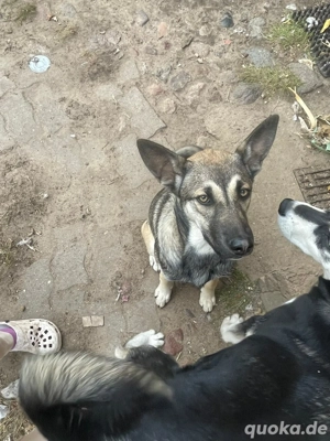 Husky Schäferhund Welpen 