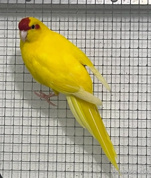 ziegensittich Hahn ca 1,5 jahre alt 