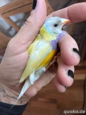 Gouldamadine Hahn 1.0