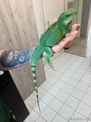 grüne Wassergame  Wassersgame 