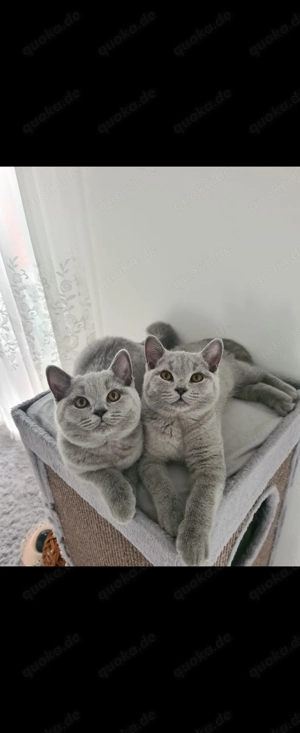 Baby Katzen Britische Kurzhaar Blau