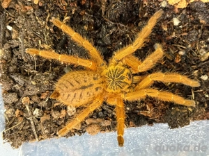 Rote Usambara-Vogelspinne (Pterinochilus murinus)