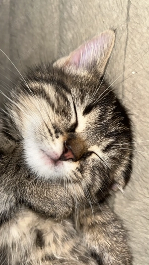 Baby kitten suchen eine lieb volles zuhause