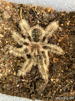 Tliltocatl albopilosus