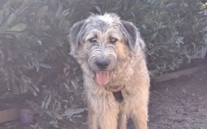 Fiete - sanfter Riese sucht Zuhause