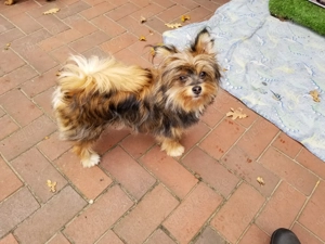 Pomeranian  Biewer Yorkshire  Hündin 