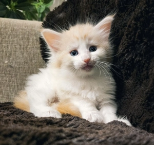 Reinrassige Maine Coon Kitten