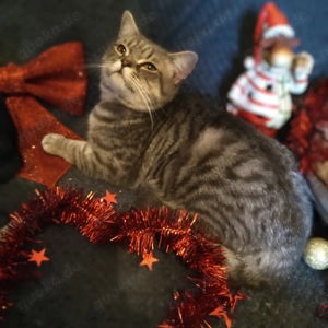 Wunderschöne BKH Mietzen abzugeben in ein für immer Zuhause 