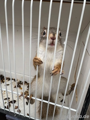 Rothörnchen Eichhörnchen streifenhörnchen Bild 5