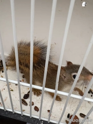 Rothörnchen Eichhörnchen streifenhörnchen Bild 2