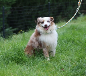 Mini Australian Shepherd Deckrüde, Mini Aussie  Bild 4