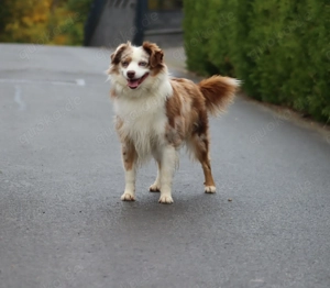 Mini Australian Shepherd Deckrüde, Mini Aussie  Bild 3