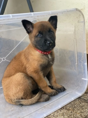 Malinois Welpen