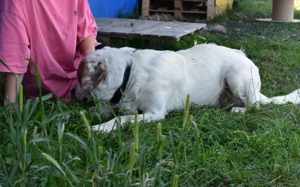 Peter sucht sein Zuhause