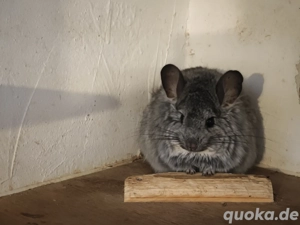Zwei Chinchilla-Böckchen mit Käfig & Zubehör abzugeben     
