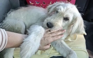 Verliebst du dich in Rob?