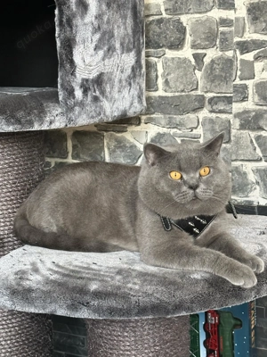 BKH Katzen beide Kater 